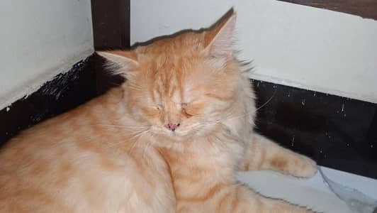 male Persian cat for sale