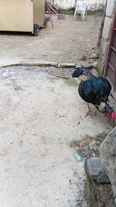 Quality Mushka Jawa For sale