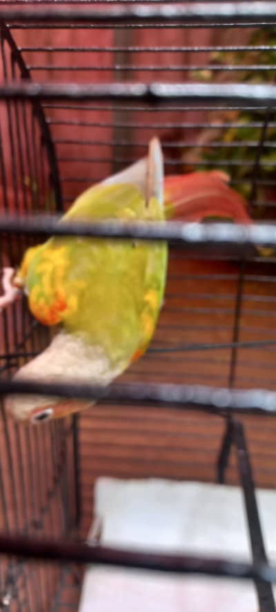 Pied Pineapple Conure Male