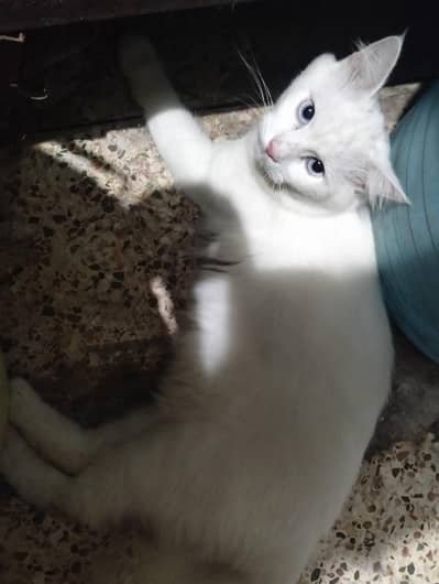 Persian white cat