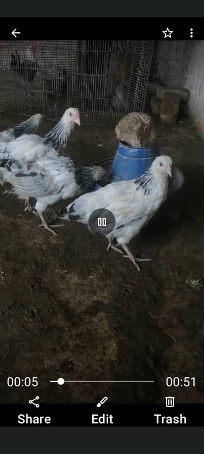2 months old light suzex heritage chicks
