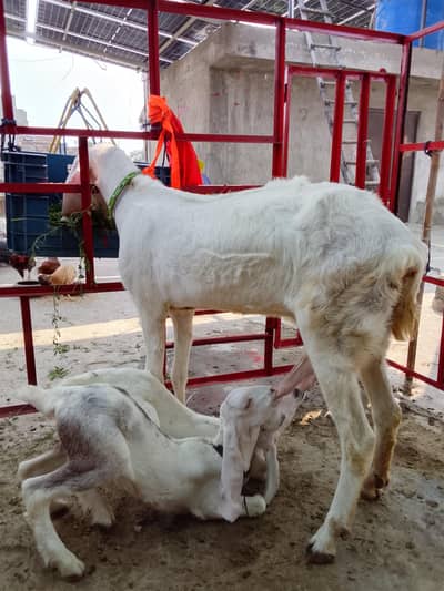 Rajan puri bakri 2 bacho ka sath