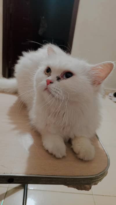 White Cat