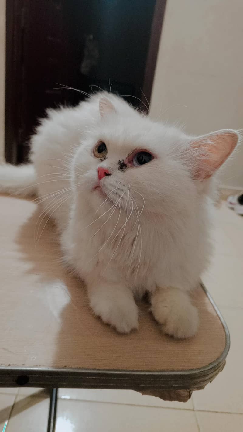 White Cat 0