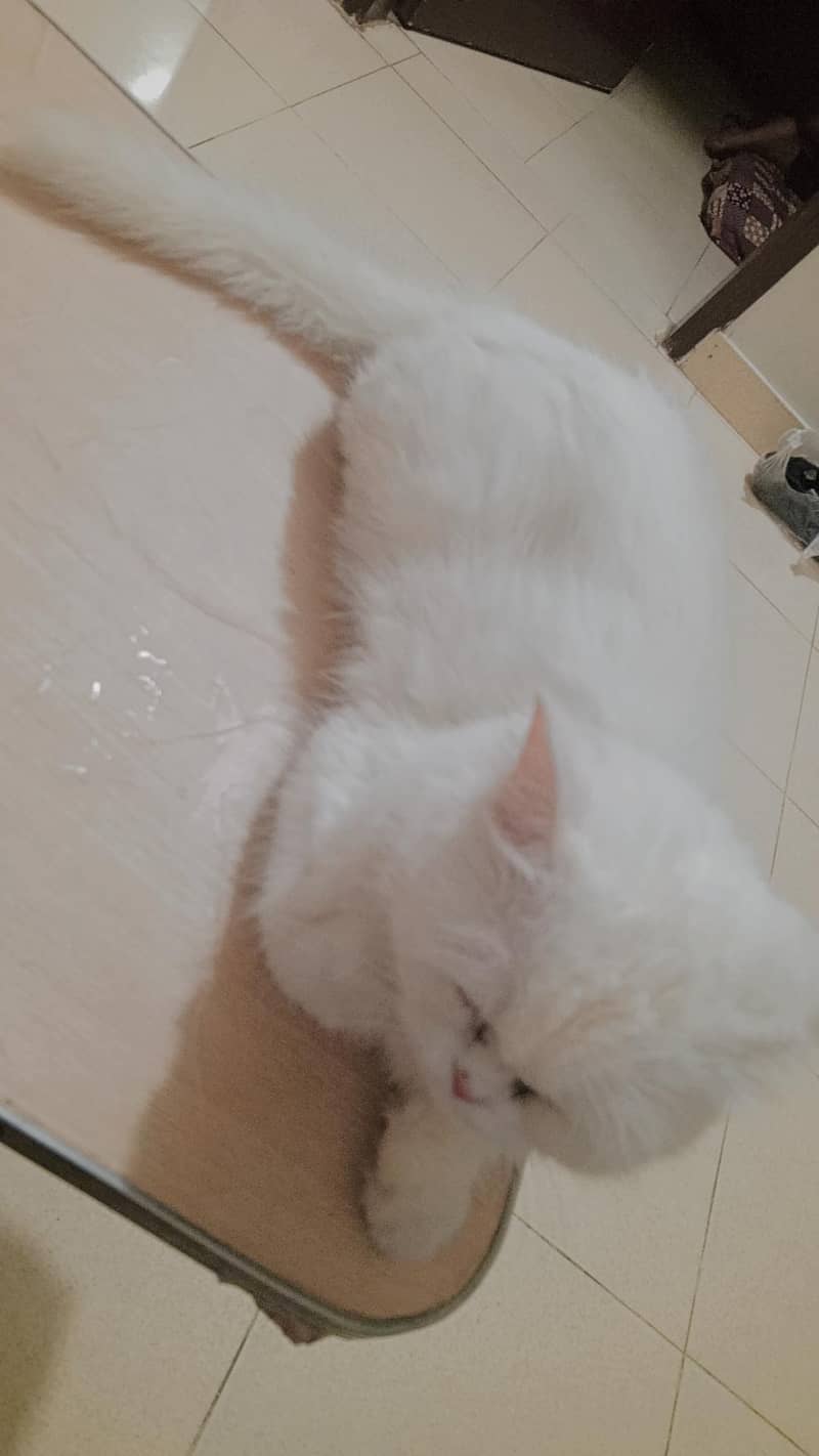 White Cat 1