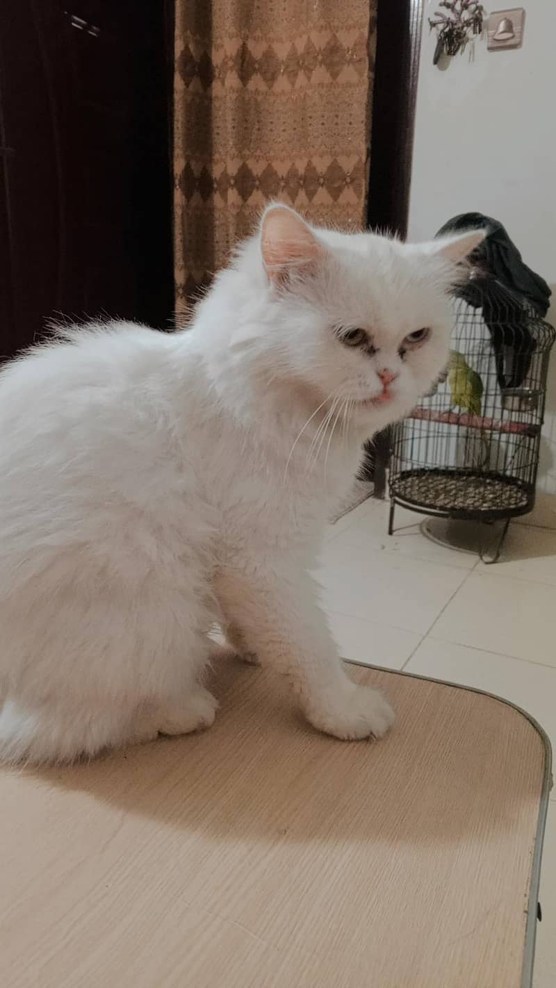 White Cat 2
