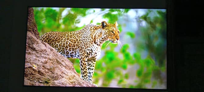 Samsung QLED 55 inch made in Japan