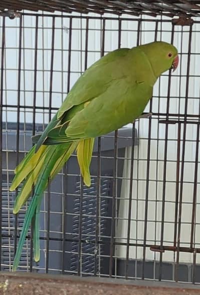 Green Split Blue Split Dilute Breeder Female