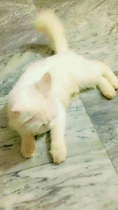 Cat for sale