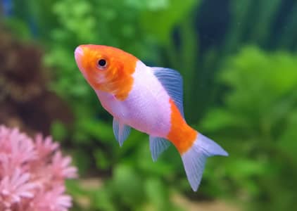 Fish for sale