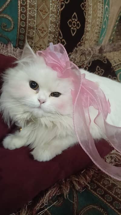 Persian cat female