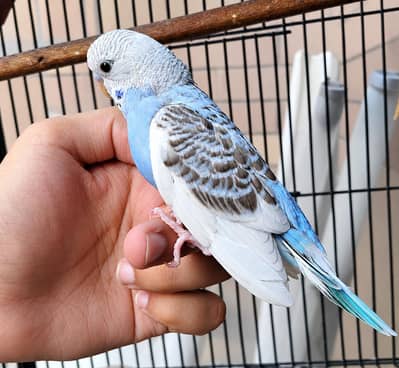 split black face possible dun fellow female