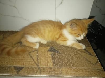 persian cat