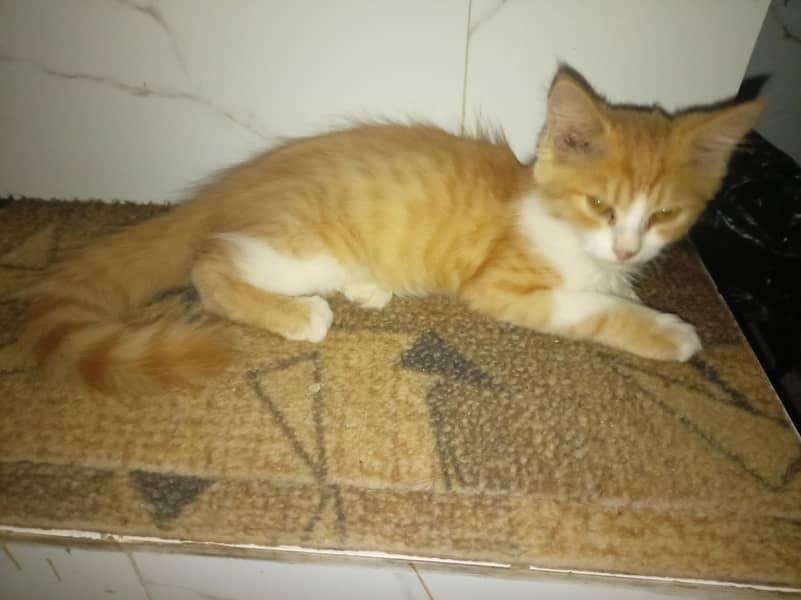 persian cat 1