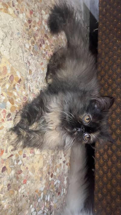 kitten for sale