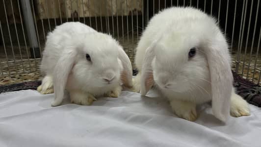 Holland loop pair