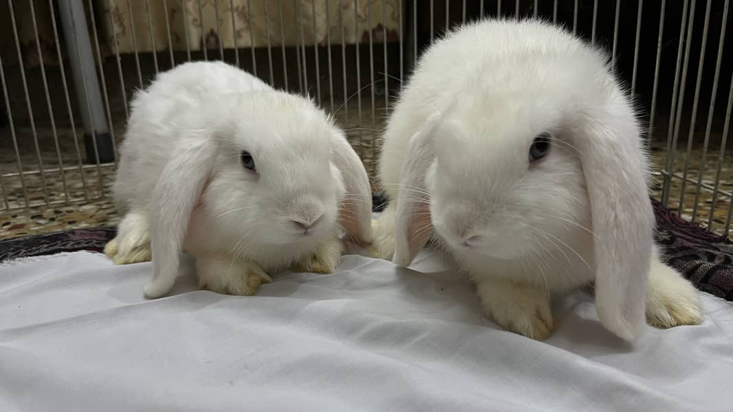 Holland loop pair 0