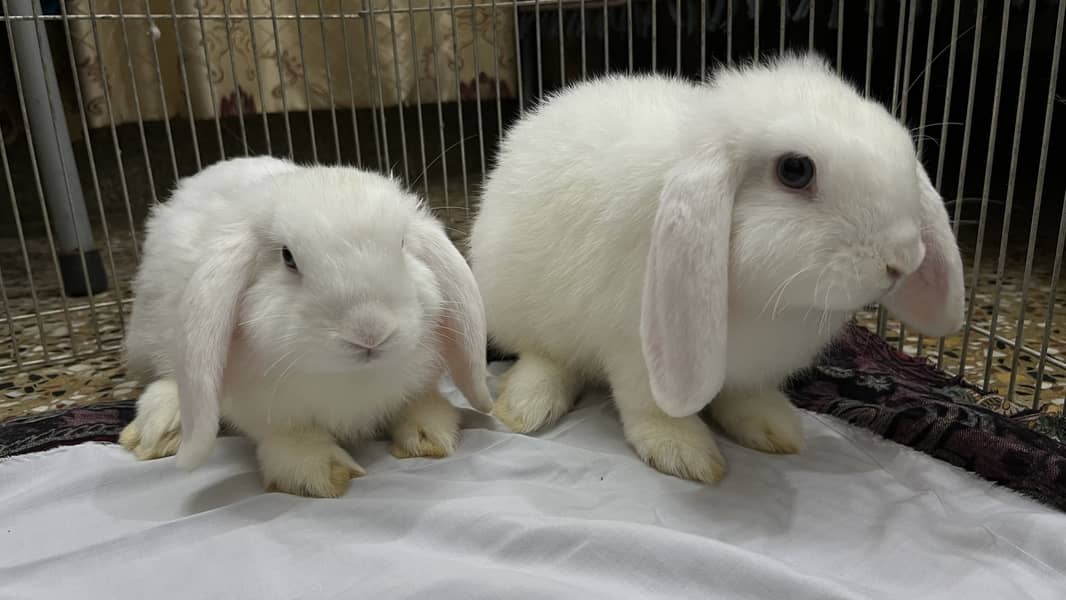 Holland loop pair 1