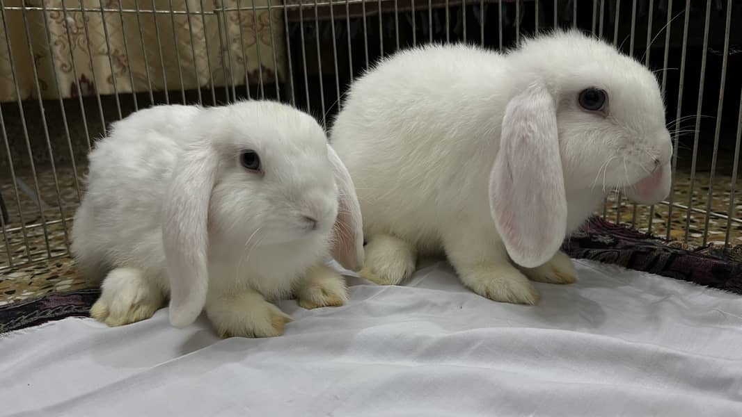 Holland loop pair 2