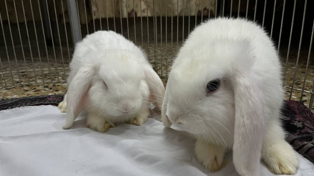 Holland loop pair 3