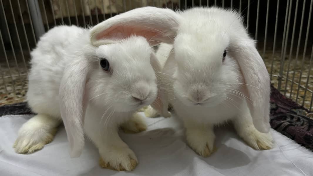 Holland loop pair 4