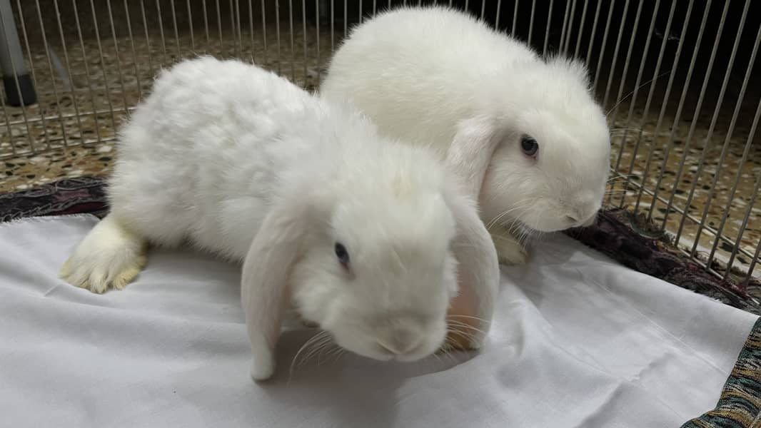 Holland loop pair 5