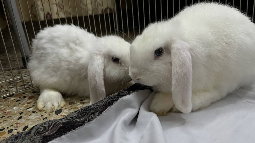 Holland loop pair 10