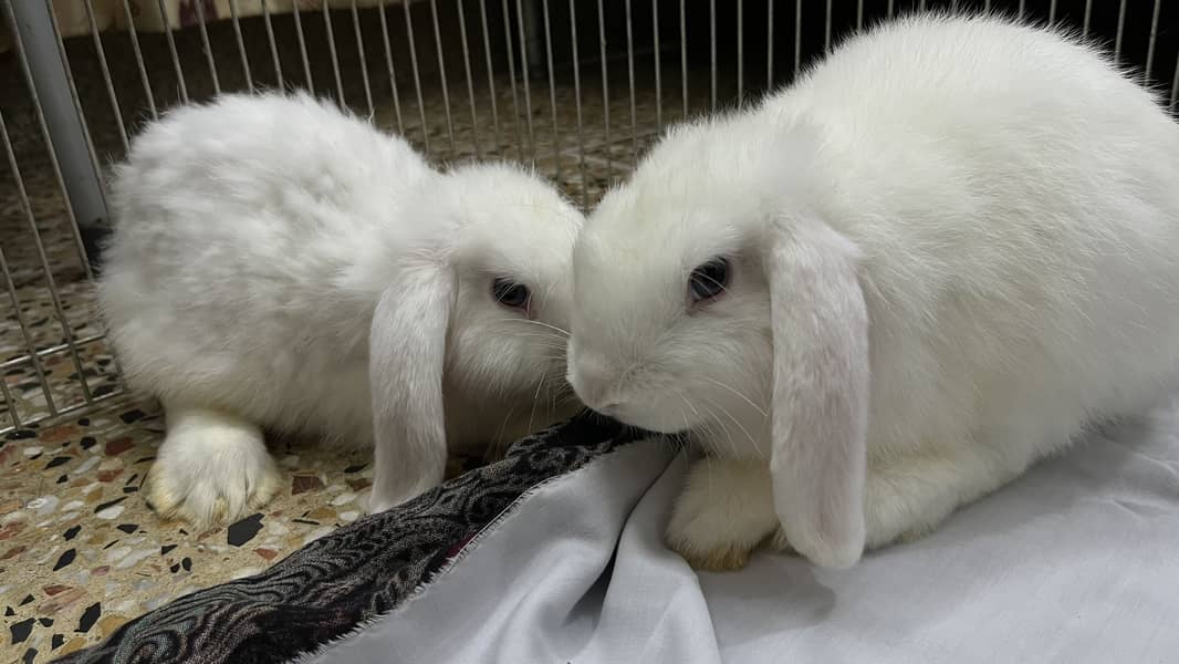 Holland loop pair 11