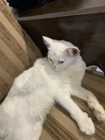 Home cat