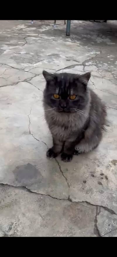 grey persion