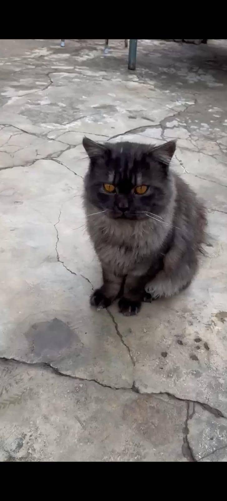 grey persion 0