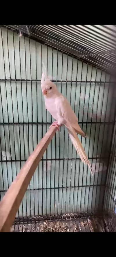 Eno red eyes cocktail male for sale