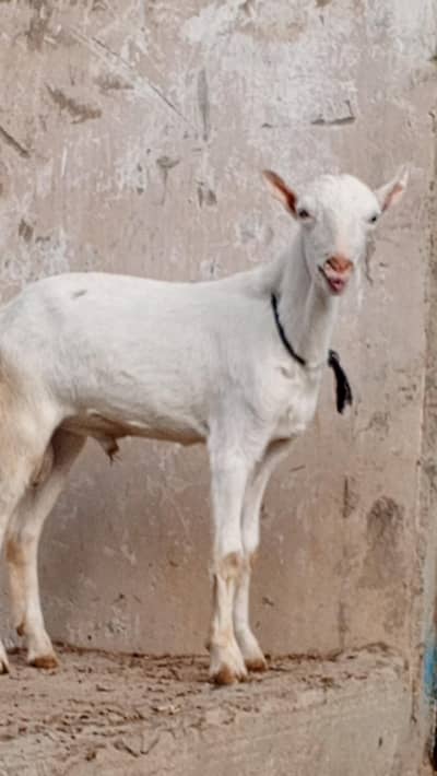 Teddy Bakra , age 6 mah , white ankhein pink nose