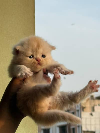 top breed Persian cat for sale