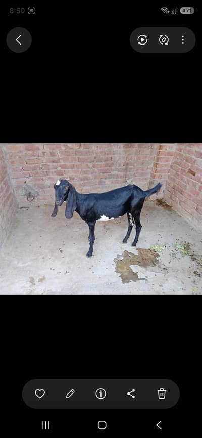 urgent for sale