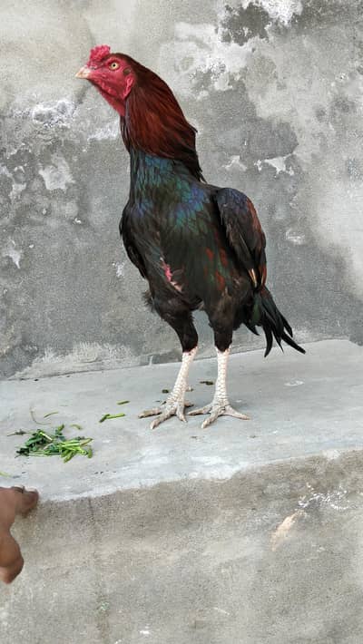 aseel murga