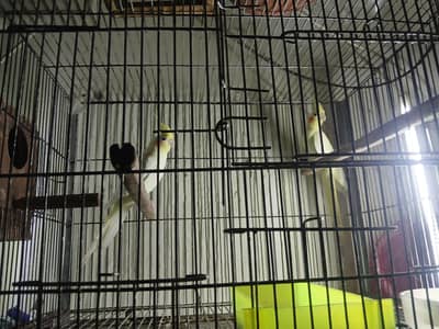 common white cocktail pair available0/3/2/1/4/9/4/6/8/4/4