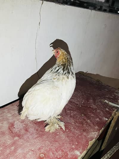 Fancy Hen for sales