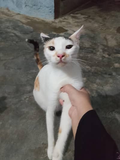 For sale shifting kr rahe islye cute pair with kitten's only 500