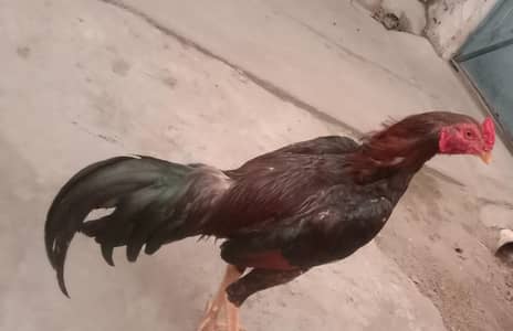 Pure minawali aseel lakha colour