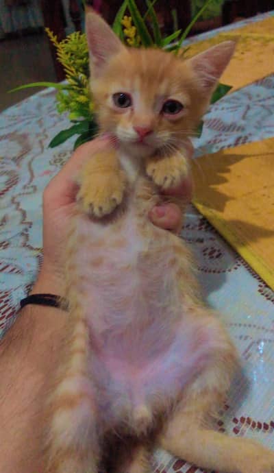 one female Persian cat with one kitten