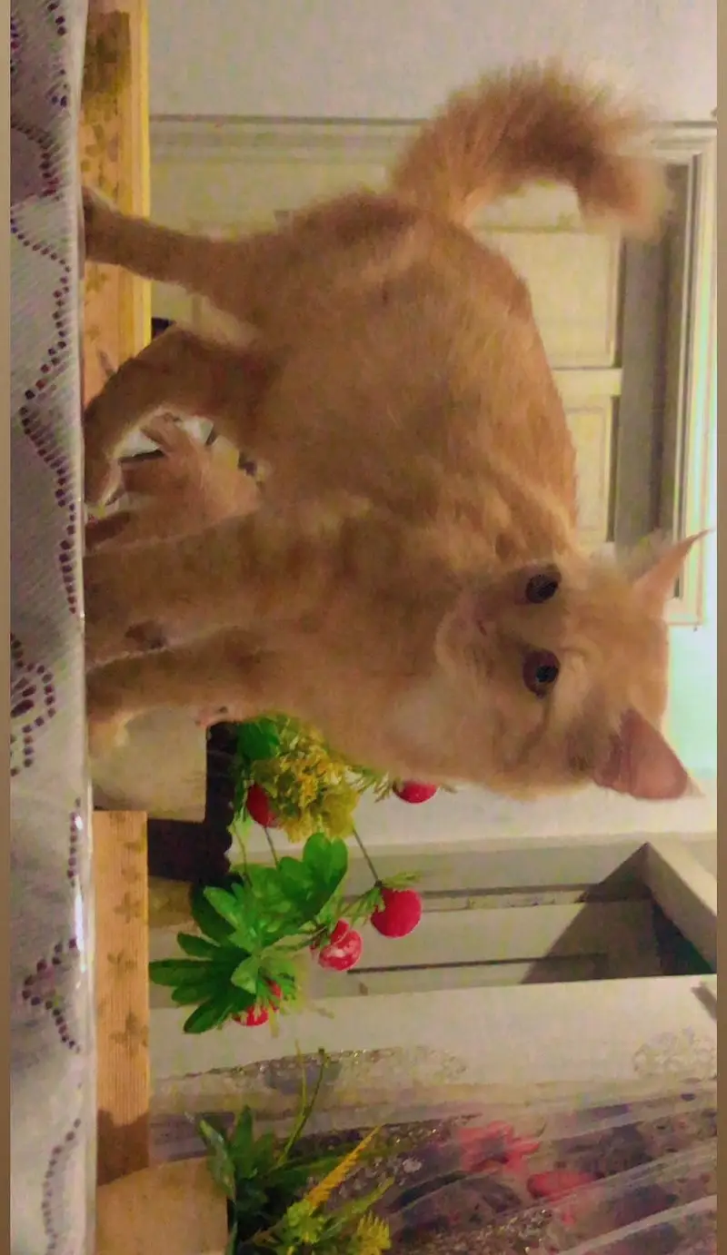 one female Persian cat with one kitten — photo 4