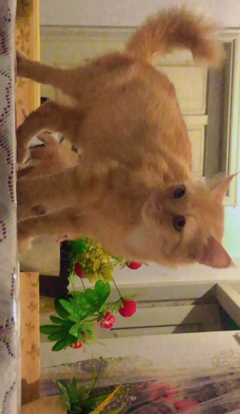 one female Persian cat with one kitten — photo 5