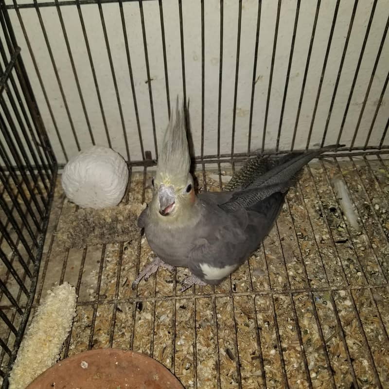 parrot 0