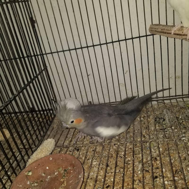 parrot 1