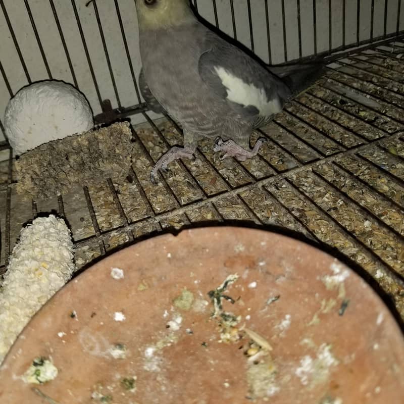 parrot 2