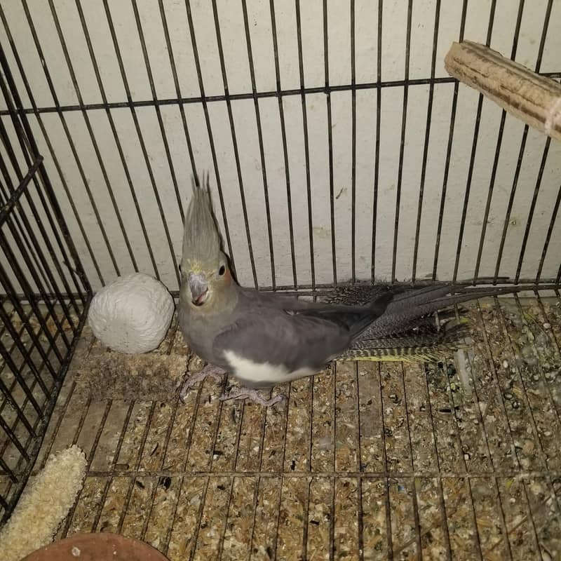 parrot 3