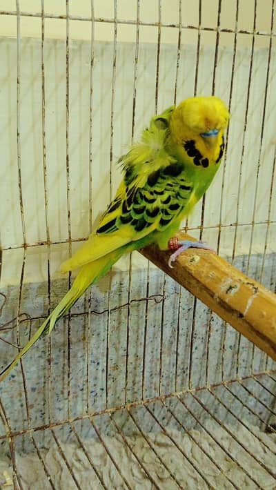 QUALITY EXI HOGORMO MALE AVAILABLE