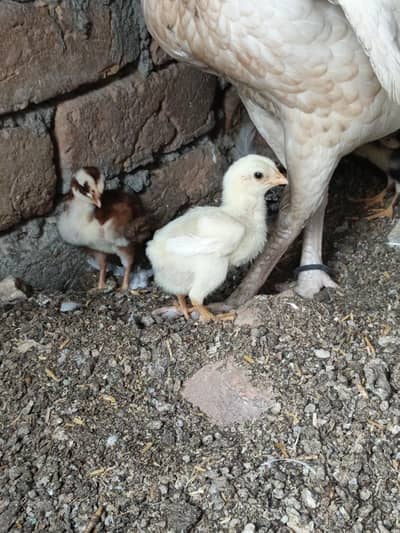 High Quality Aseel chicks Heera Lakha