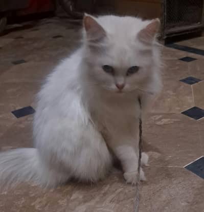 pure white female cat